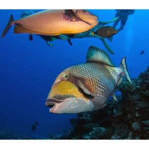 Meet your Posher, Vilma